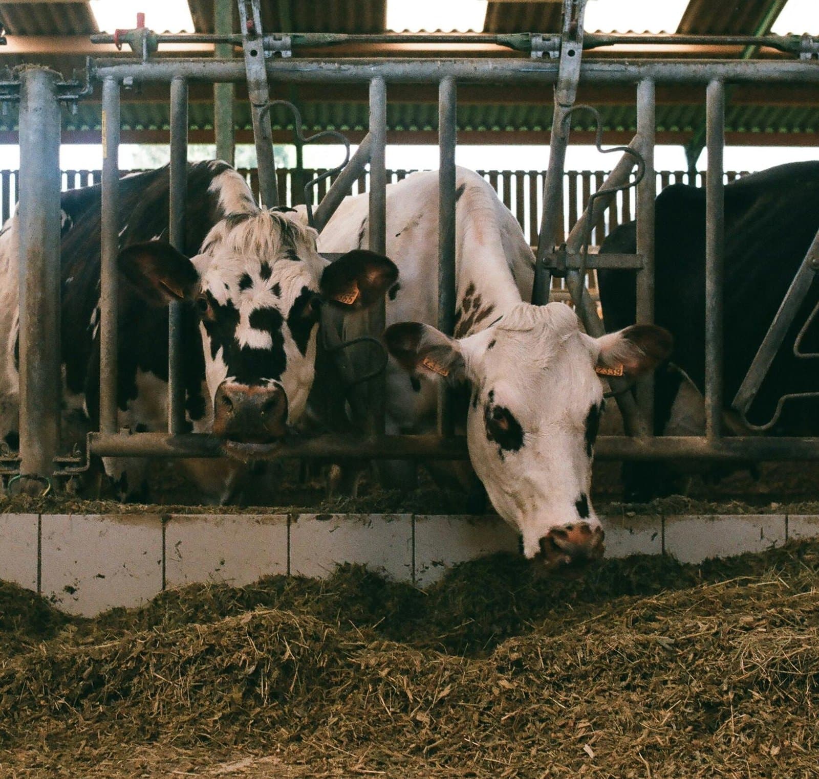 Nutrition bovine AlfTaoujdate